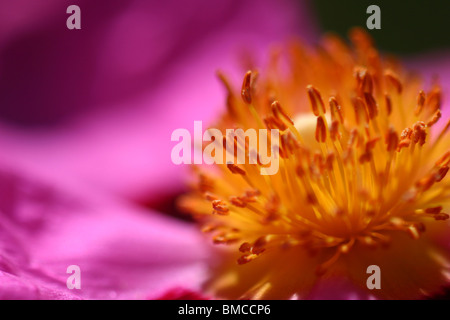 Cistus Purpureus Stockfoto