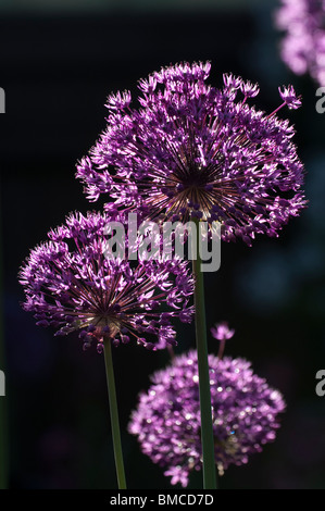 Nahaufnahme von Allium Hollandicum 'Purple Sensation' Blumen Hintergrundbeleuchtung von der Abendsonne Stockfoto