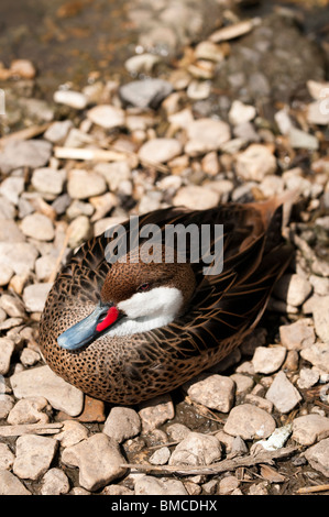 Größere weiße-cheeked Pintail, Anas Bahamensis Bahamensis an Slimbridge WWT in Gloucestershire, Vereinigtes Königreich Stockfoto