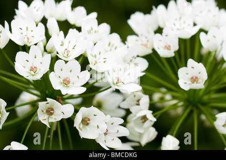 Allium Cowanii, "Allium Neapolitanum' in Blüte Stockfoto