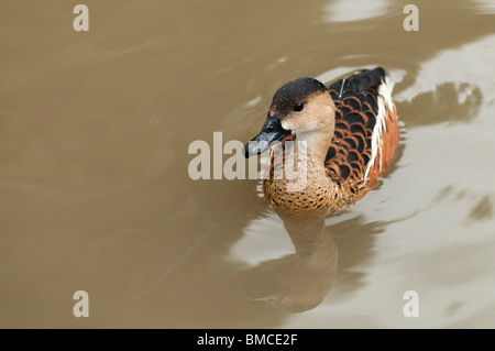 Bummel durch Pfeifen-Ente Dendrocygna Arcuata an Slimbridge WWT in Gloucestershire, Vereinigtes Königreich Stockfoto