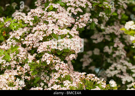 Weißdorn, Crataegus Monogyna, blüht im Frühjahr Stockfoto