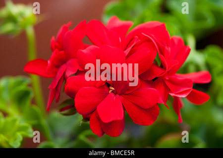 Geranie Ivy Ruben in Blüte im Frühjahr Stockfoto