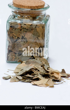 Nahaufnahme von Ginkgo Biloba Blätter im Weckglas Stockfoto