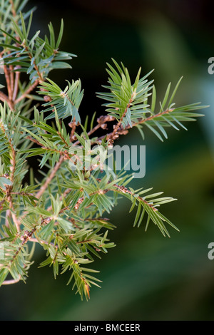 Niederlassung und Blätter des Baumes Melaleuca alternifolia Stockfoto