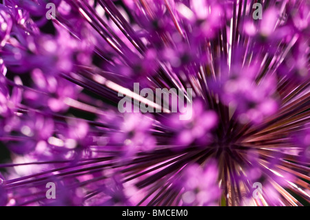 Nahaufnahme einer Allium Hollandicum 'Purple Sensation' Blume Stockfoto