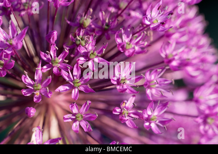 Nahaufnahme einer Allium Hollandicum 'Purple Sensation' Blume Stockfoto