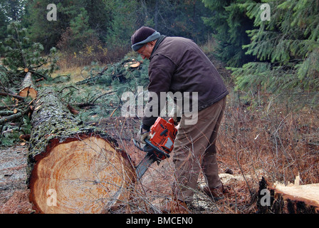 Ältere Logger Ponderosa-Kiefer in Scheite Sägen. Stockfoto