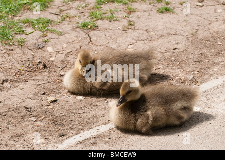 Graugans Gänse Gänsel, Anser Anser, an Slimbridge WWT in Gloucestershire, Vereinigtes Königreich Stockfoto