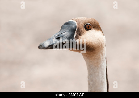 Swan Goose, Anser Cygnoides an Slimbridge WWT in Gloucestershire, Vereinigtes Königreich Stockfoto