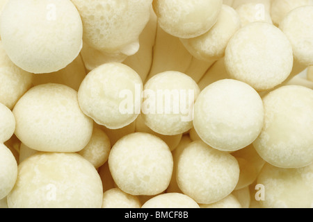 Nahaufnahme von frische Buche Pilz Hintergrund Stockfoto