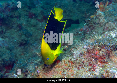 Rock Schönheit, Holacanthus tricolor, Fütterung auf Reef, Ilha Escalvada, Guarapari, Espirito Santo, Brasilien Stockfoto