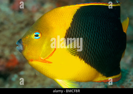 Rock-Schönheit, Holacanthus Tricolor, Ilha Escalvada, Guarapari, Espírito Santo, Brasilien Stockfoto