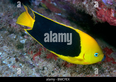 Rock-Schönheit, Holacanthus Tricolor, Ilha Escalvada, Guarapari, Espírito Santo, Brasilien Stockfoto