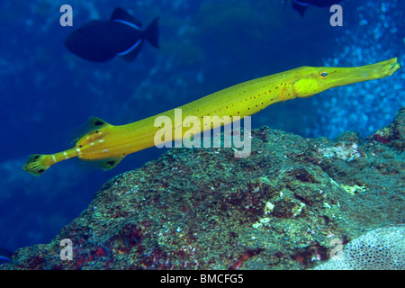 Trumpetfish, Aulostomus Maculatus, gelbe Phase, St. Peter und Paul Felsen, Brasilien, Atlantik Stockfoto