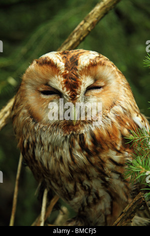 Verschlafene wild eurasische Waldkauz (Strix Aluco) Stockfoto