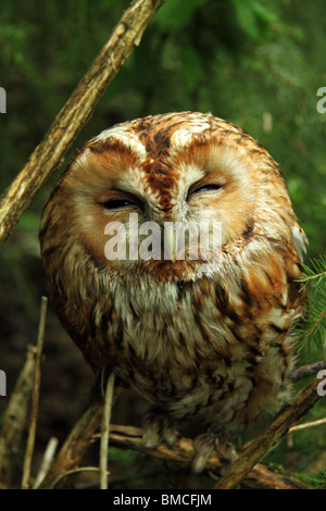 Sleepy wild Eurasian Tawny Owl (Strix aluco) Stockfoto