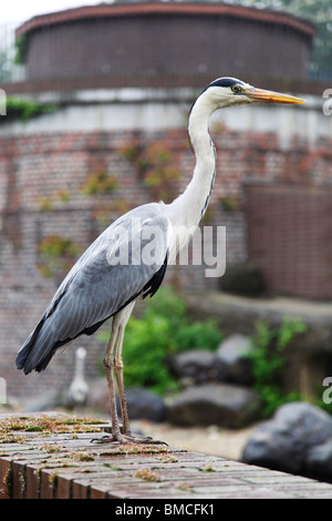 wilde Graureiher (Ardea Cinerea) warten auf die Fütterung der Robben im zoo Stockfoto