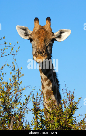 Giraffe, Giraffe-Giraffe, Weiden auf Dornenbusch Vegetation, Madikwe Game Reserve, Südafrika Stockfoto