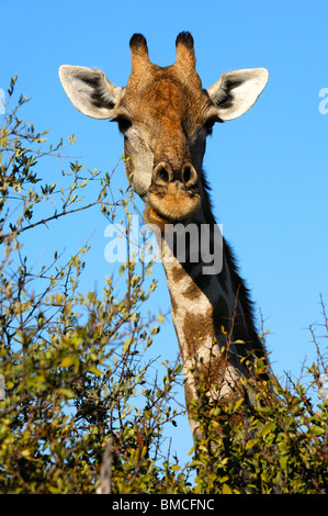 Giraffe, Giraffe-Giraffe, Weiden auf Dornenbusch Vegetation, Madikwe Game Reserve, Südafrika Stockfoto