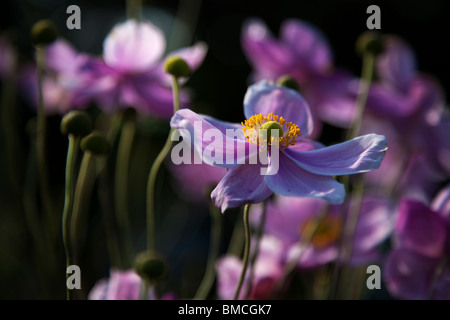 Anemone Japonica (japanische Anemone) Stockfoto