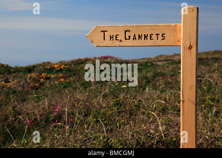 Die Basstölpel anmelden Giffoine Heide in Richtung Les Etacs Inseln Alderney, Kanalinseln, Großbritannien Stockfoto