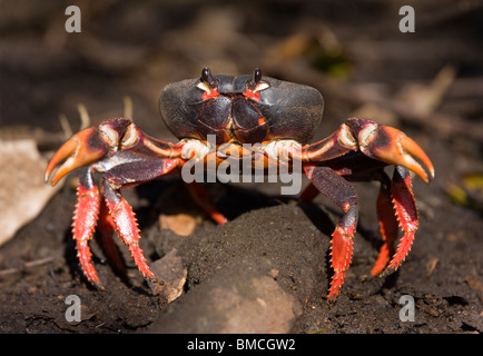 KUBANISCHE Roten LANDKRABBEN (Gecarcinus Ruricola) im Wald, Ciénaga de Zapata Swamp, südliche Kuba. Gecarcinidae Stockfoto