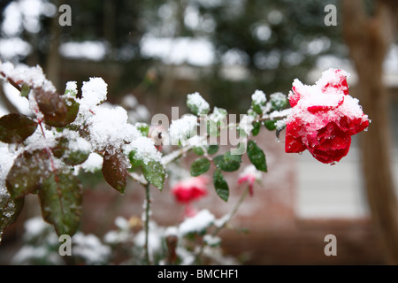 Rose bedeckt in Schnee, Houston, Texas, USA Stockfoto