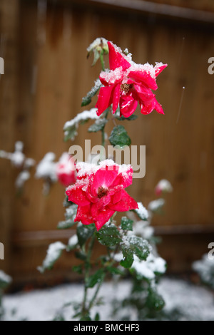 Rose bedeckt in Schnee, Houston, Texas, USA Stockfoto