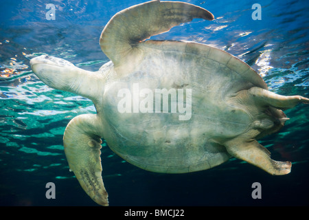 Sea Turtle, Vancouver Aquarium, Vancouver, Britisch-Kolumbien, Kanada Stockfoto