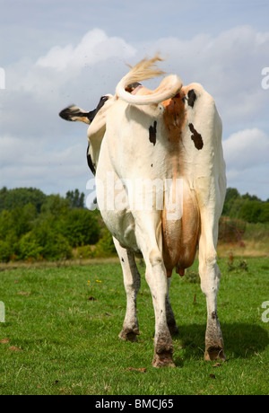 Hinter der schwarzen und weißen Kuh Gras Wahnsinn getrieben durch irritierende fliegt man heißen Sommertag. Stockfoto