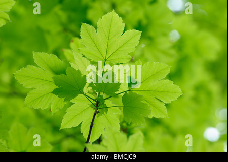 Nahaufnahme des Ahorn-Ahorn-Blätter, Schweiz Stockfoto