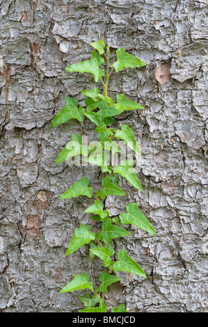 Gemeinsamen Efeu Klettern Baumstamm Stockfoto