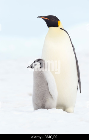 Porträt der Kaiserpinguine, Snow Hill Island, Antarktis Stockfoto