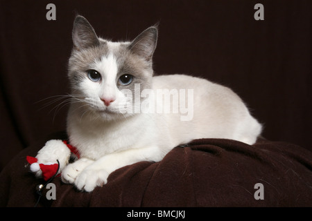 Schneeschuh Stockfoto