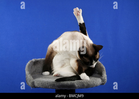 Fellpflege / Reinigung Katze Stockfoto