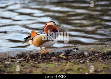 Mandarinente (Aix Galericulata) Drake am Rande eines Sees Stockfoto