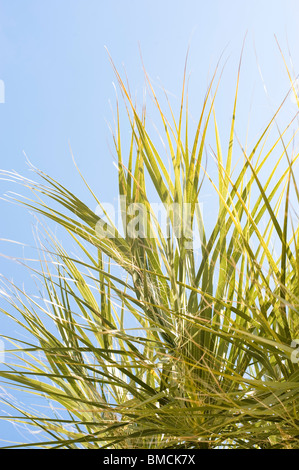 Nahaufnahme der Palmwedel, Hernando Beach, Florida, USA Stockfoto