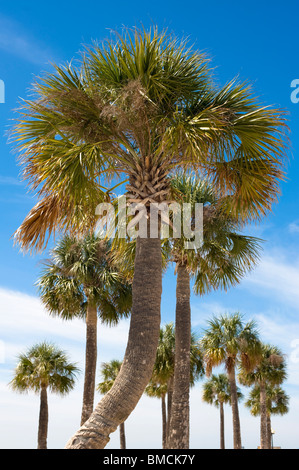 Palmen, Hernando Beach, Florida, USA Stockfoto