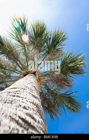 Palme, Hernando Beach, Florida, USA Stockfoto