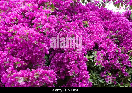 Bougainvillea im Jardin Majorelle, Marrakesch, Marokko, Nordafrika Stockfoto