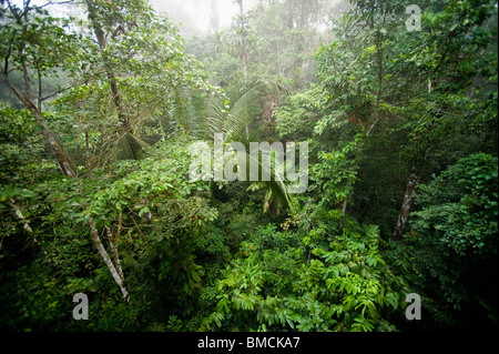 Amazonas-Regenwald, Sacha Lodge, Ecuador Stockfoto