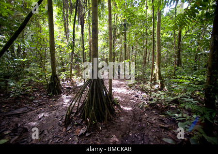 Amazonas-Regenwald, Sacha Lodge, Ecuador Stockfoto