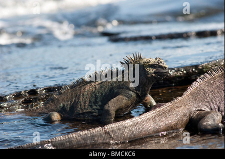 Meerechsen, Galapagos-Inseln, Ecuador Stockfoto