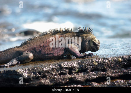 Marine Iguana, Galapagos-Inseln, Ecuador Stockfoto