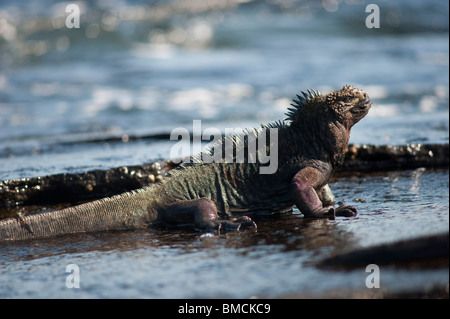 Marine Iguana, Galapagos-Inseln, Ecuador Stockfoto
