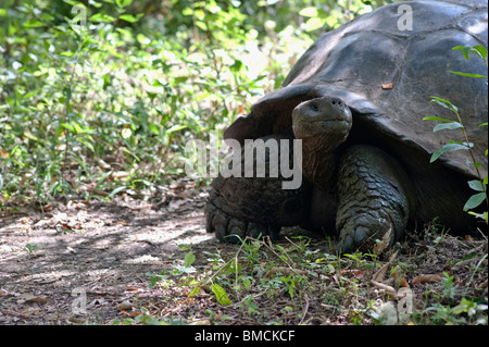 Galapagos-Giant Tortoise, Santa Cruz Island, Galapagos-Inseln, Ecuador Stockfoto