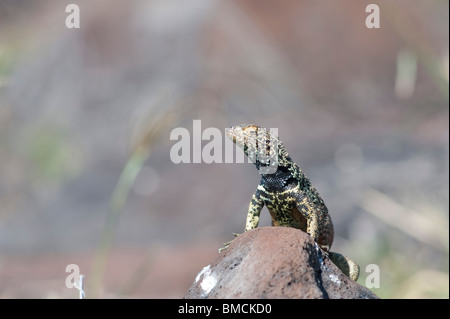 Lava Eidechse, Isla Espanola, Galapagos-Inseln, Ecuador Stockfoto