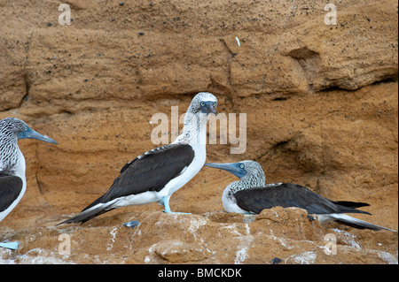 Blaufußtölpel, Galapagos-Inseln, Ecuador Stockfoto