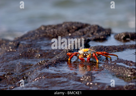 Sally Lightfoot Krabben, Galapagos-Inseln, Ecuador Stockfoto